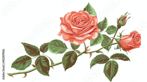 Beautiful blooming rose on white background Vector style
