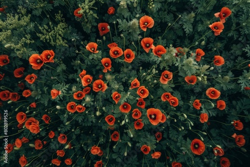 Red poppies - Papaver rhoeas field. Beautiful simple AI generated image in 4K, unique. © ArtSpree