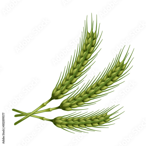 緑の麦の穂 photo