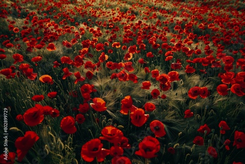 Red poppies - Papaver rhoeas field. Beautiful simple AI generated image in 4K, unique.