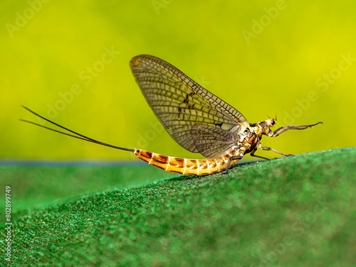 Common mayfly (Ephemera vulgata) sitting on an artificial grass. photo