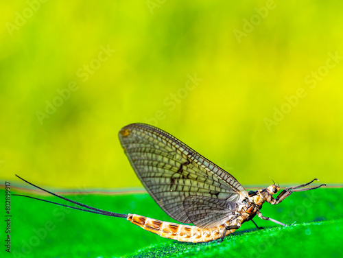 Common mayfly (Ephemera vulgata) sitting on an artificial grass. photo