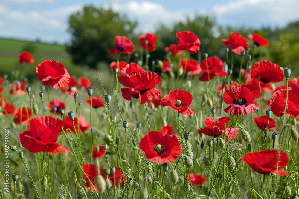 Red poppies - Papaver rhoeas field. Beautiful simple AI generated image in 4K, unique.