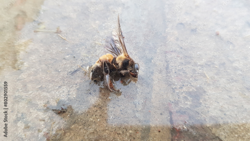 bee on the ground