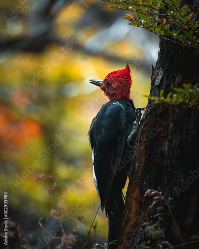 woodpecker during autumn in patagonia