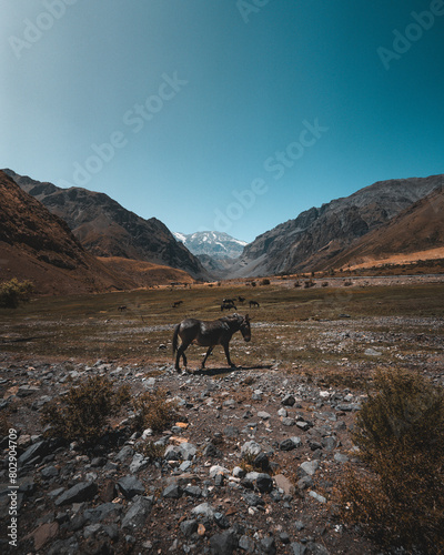 horses in the mountains of chile