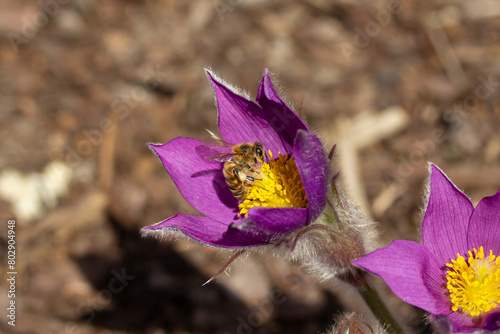 european or western honey bee pollinated blue or violet flowering flower of Pasqueflower photo