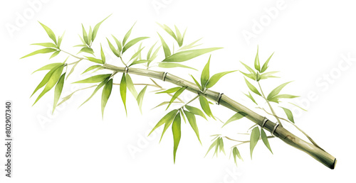 Watercolor oil painted bamboo brush. Hand drawn vector design elements isolated on white background.