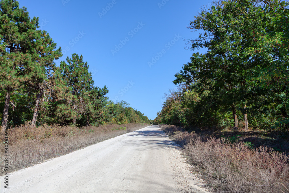 Country road  with trees on the sides. Way winds its way through the countryside