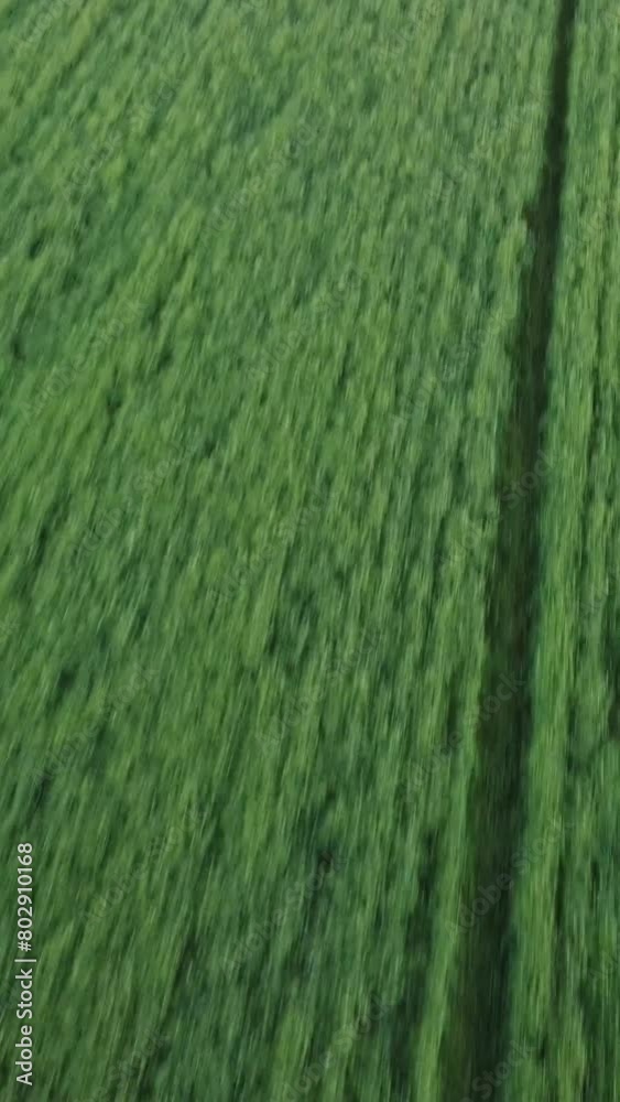 Aerial vertical view on green wheat field in countryside. Field of wheat blowing in the wind on sunset. Young and green Spikelets. Ears of barley crop in nature. Agronomy, industry and food production
