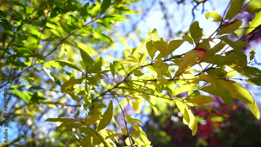 Red, orange leaves in garden, during autumn, sunlight shining through foliage highlights seasonal change. Organic agriculture production. Eco farming Red, orange leaves in garden, during autumn, sunlight shining through foliage highlights seasonal change. Organic agriculture production. Eco farming