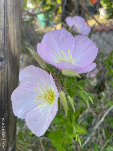 pink and white flower