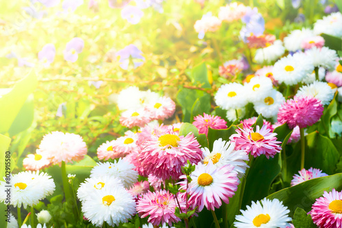 Cheerful pink white daisies on asunny warm green meadow photo