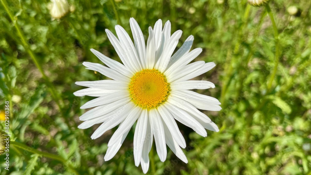 Obraz premium 데이지 한 송이