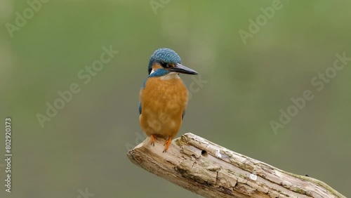 4K footage of beautiful nature scene with Common kingfisher (Alcedo atthis). Wildlife shot of Common kingfisher (Alcedo atthis) on the branch.