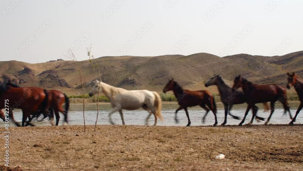 Cinematic beauty of free-roaming horse walking, running, and drinking by the river, with playful baby calves. Foal Filly Colt. Wild and majestic against big mountains, with the summer sunset ambience. Cinematic beauty of free-roaming horse walking, running, and drinking by the river, with playful baby calves. Foal Filly Colt. Wild and majestic against big mountains, with the summer sunset ambience.