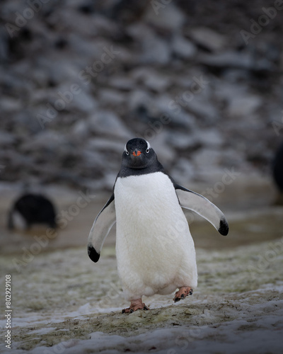 Antarctica penguin walking on the snow and ice