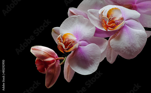 Rametto di orchidee
