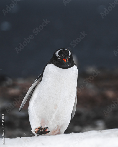 Antarctica penguin walking on the snow and ice