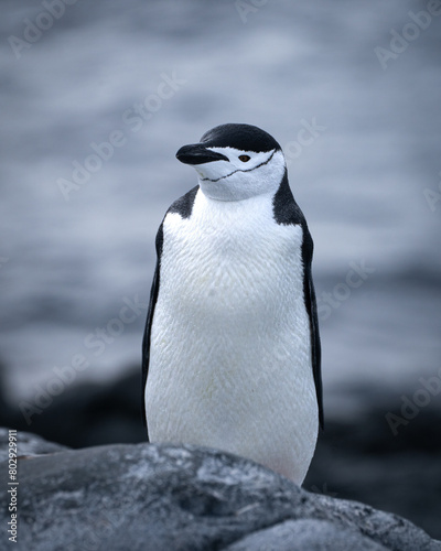 penguin in polar regions of antarctica