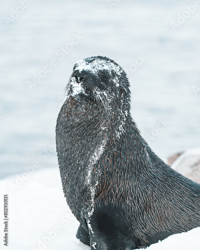 seal on in antarctica