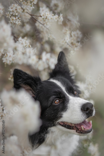 Vertical Portrait of Happy Black and White Border Collie with Spring Tree. Shallow Depth of Field of Cute Smiling Pet Outside. © nicolecedik