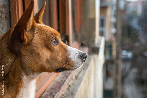basenji dog looking out to the street from balcony in a city. Dog sitting and leaving pets at home alone.  © Dina