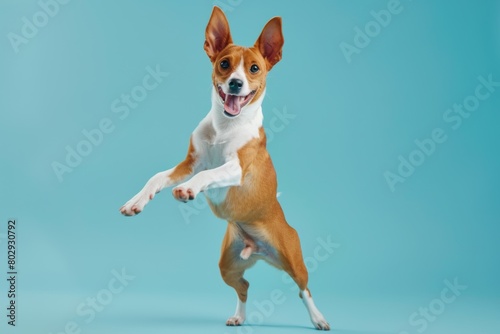 basenji purebred dog white and brown dancing on minimal blue turquoise background. Veterinary clinic, grooming salon, pet shop ad.