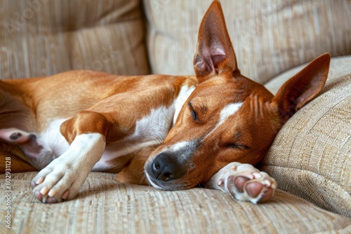 basenji dog sleeping on the beige couch, relaxing and peaceful