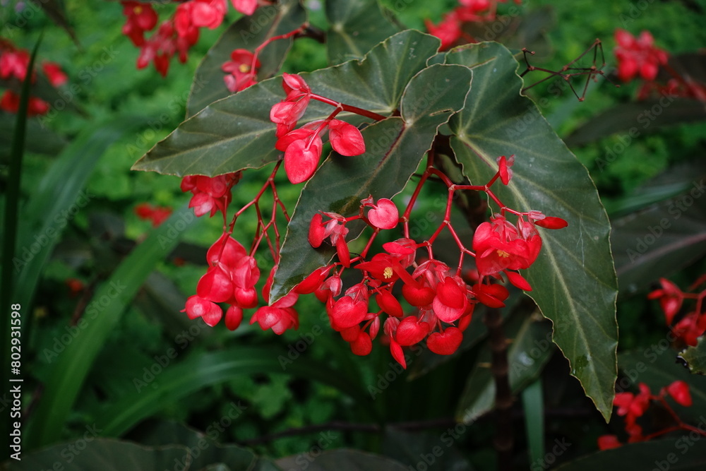 Obraz premium Begonia coccinea.