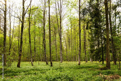 Laubwald im Fr  hling