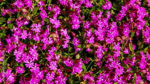 Close up of pink lilac flowers