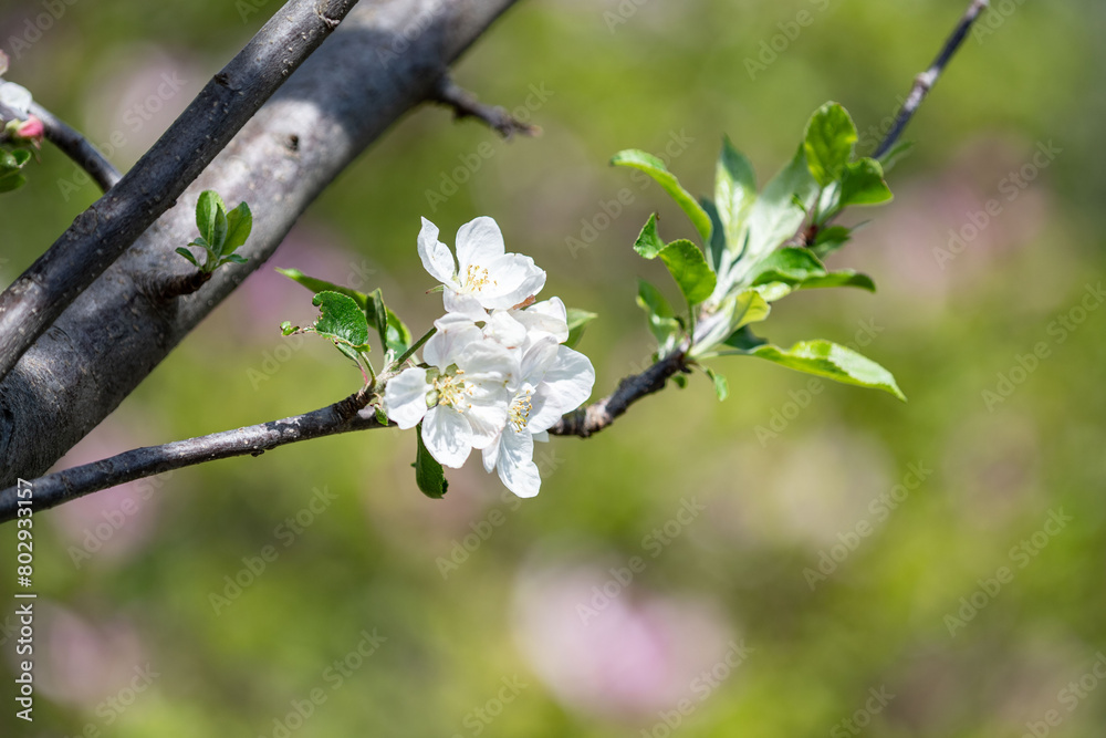 Fiori di primavera in un giardino di casa durante il mese di aprile. Fiori di primavera in un giardino di casa durante il mese di aprile.