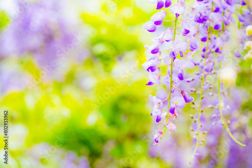 藤の花のカーテン 長尺藤 ５月の観光旅行