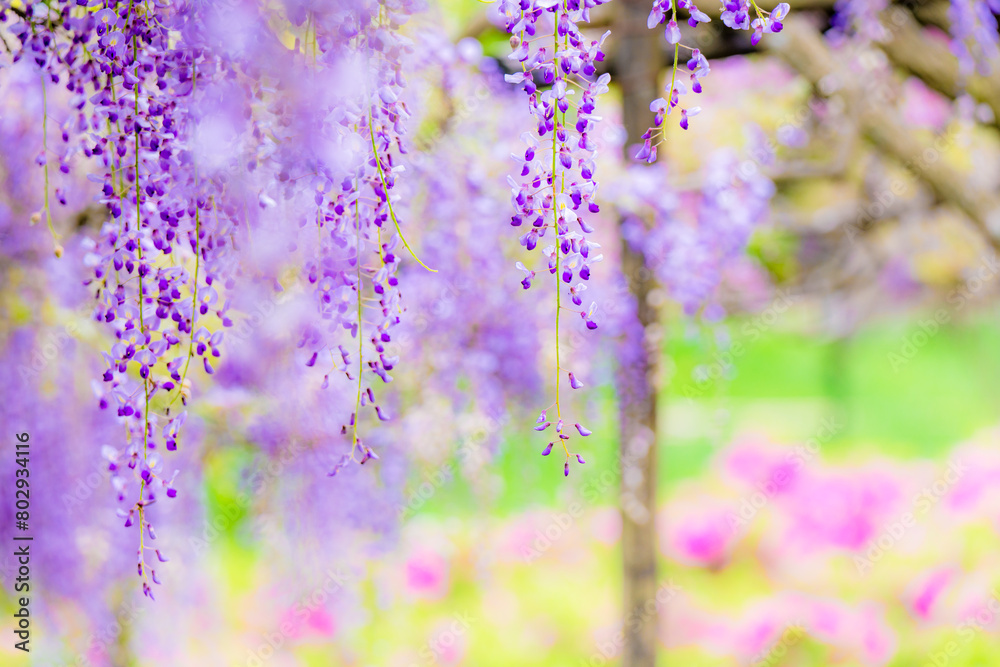 Naklejka premium 藤の花のカーテン 藤棚とツツジ 5月の花