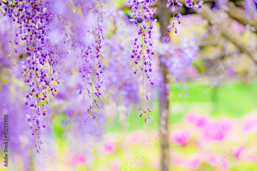 藤の花のカーテン 藤棚とツツジ ５月の花