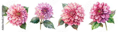 Watercolor dahlia flowers isolated on transparent background.