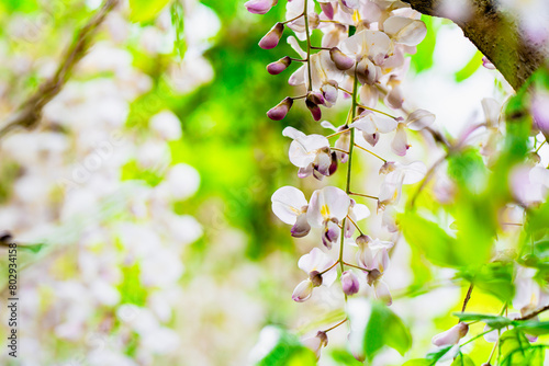 におい藤 白い藤の花 ジャコウ藤