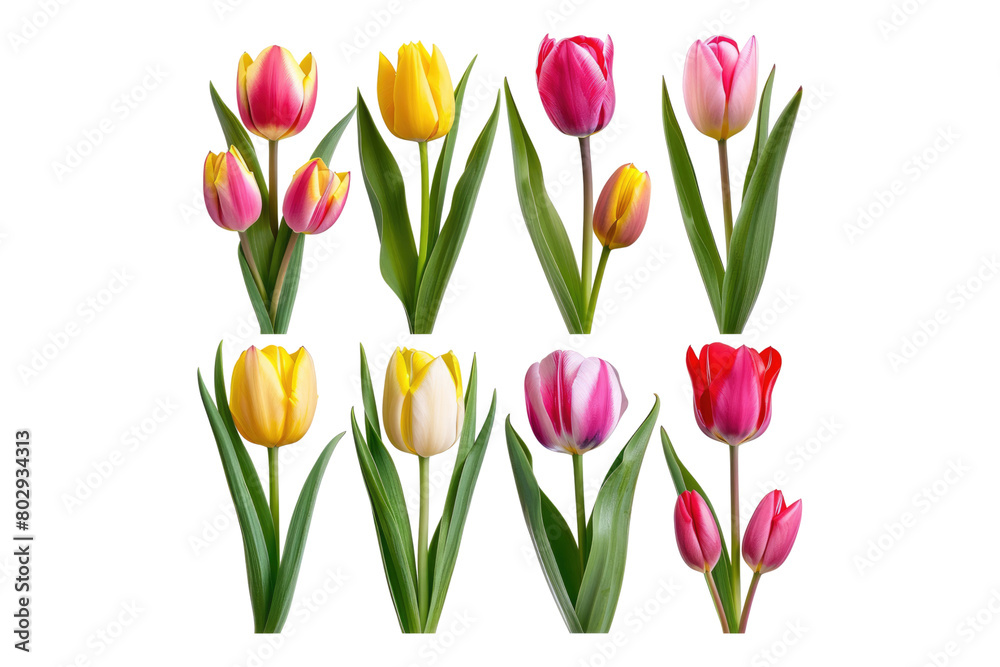 A collection of fresh natural pink yellow flower isolated on transparent background A collection of fresh natural pink yellow flower isolated on transparent background