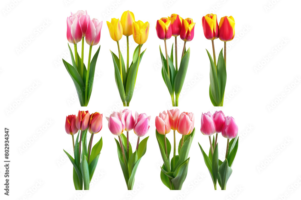 A collection of fresh natural pink yellow flower isolated on transparent background