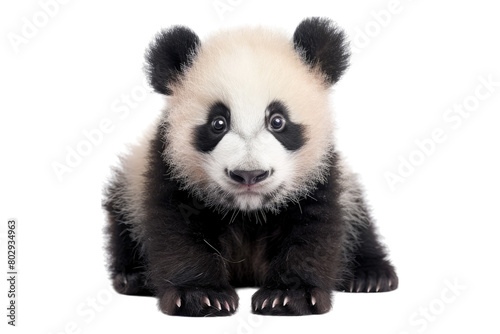Adorable panda cub isolated on transparent background