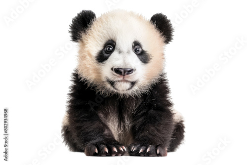 Adorable panda cub isolated on transparent background