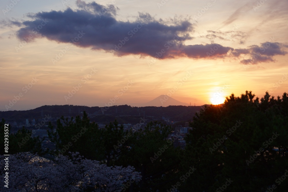 野島の夕映え　神奈川県金沢区野島公園　桜満開