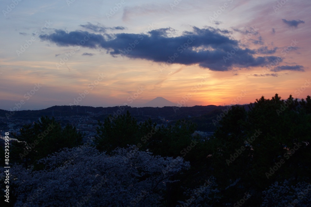 野島の夕映え　神奈川県金沢区野島公園　桜満開