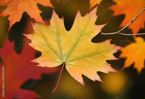 modernist style Vibrant maple leaf with serrated e (5)