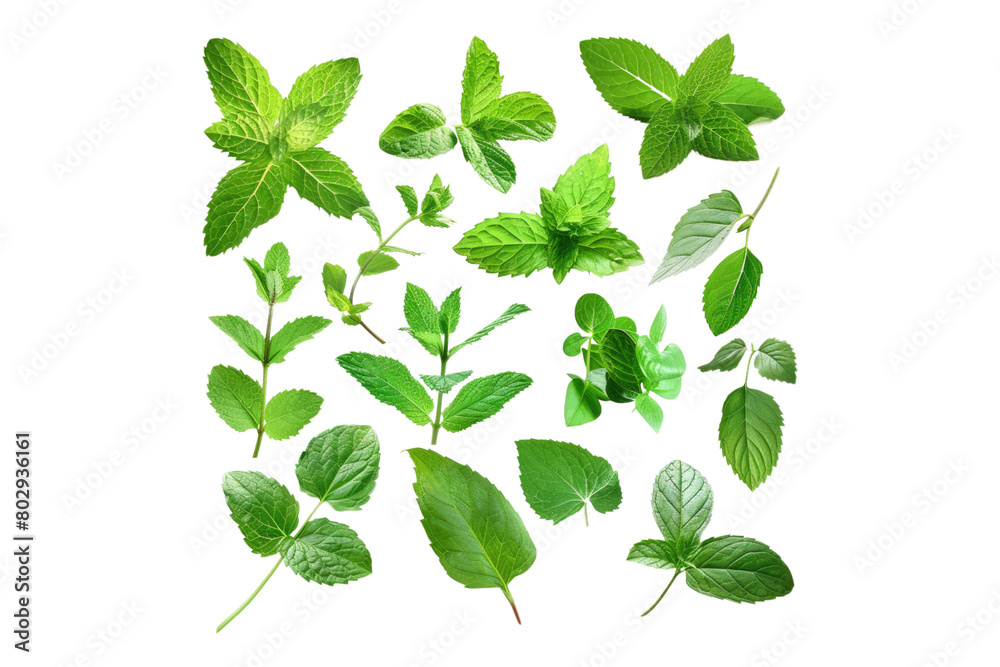 Assortment of aromatic mint leaves isolated on transparent background Assortment of aromatic mint leaves isolated on transparent background