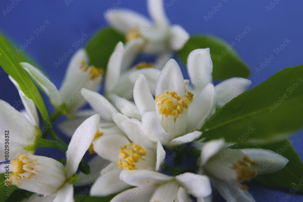 Fototapeta premium blooming tangerine orange tree on a color background
