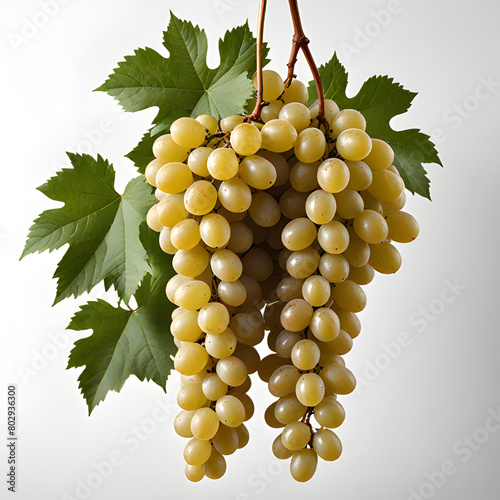 Vineyard, white grapes, Turkey Izmir Sultani grapes
 photo