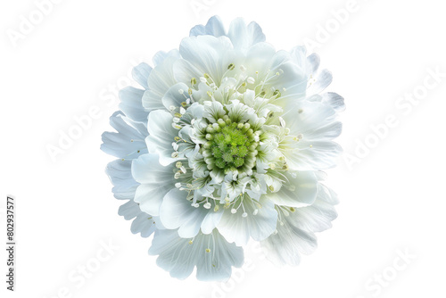 Bright white scabiosa flower isolated on transparent background photo