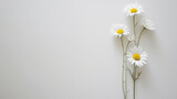  A slender stalk of daisy flowers standing in vertical alignment, white petals and yellow centers creating a charming display against a pristine white canvas 